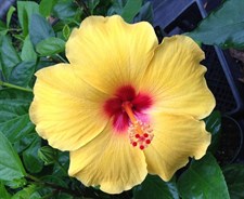 Hibiscus Beach Beauty