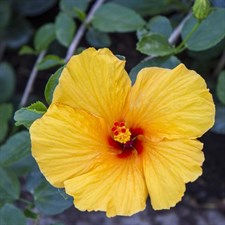 Hibiscus Beach Beauty