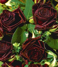 Red Velvet Rose Seeds