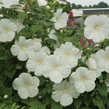 Hibiscus Blue River II