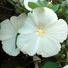 Hibiscus Blue River II