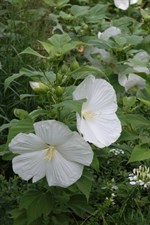 Hibiscus Blue River II