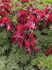 Bleeding Heart Burning 