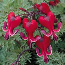 Bleeding Heart Burning 