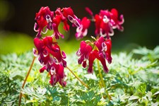Bleeding Heart Burning 