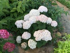 Hydrangea White Flower Seeds