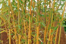 Yellow Bamboo Seeds