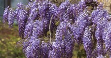 Wisteria Blue Vines