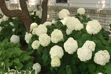 Hydrangea White Flower Seeds