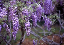 Wisteria Blue Vines