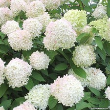 Hydrangea White Flower Seeds