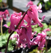 Bleeding Heart Candy
