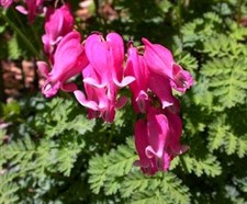 Bleeding Heart Candy