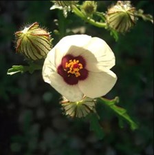 Hibiscus Flower of an Hour