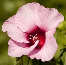 Hibiscus Moscheutos