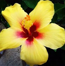 Hibiscus Beach Beauty