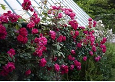 Danse De Feu Climbing Rose Seeds