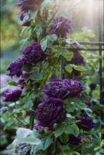 Souvenir du Docteur Jamain Climbing Rose Seeds
