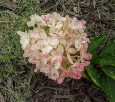 Hydrangea Zinfin Doll Flower Seeds