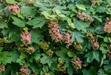 Hydrangea Oakleaf Flower Seeds