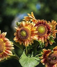 Sunflower Candy Mountain Hybrid Seeds
