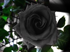 Black Rose Seeds