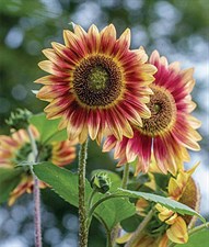 Sunflower Candy Mountain Hybrid Seeds
