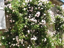 Cécile Brunner Climbing Rose Seeds