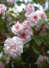 Cécile Brunner Climbing Rose Seeds