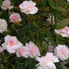 Cécile Brunner Climbing Rose Seeds