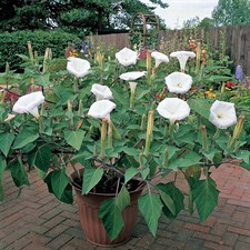 Evening Fragrance Datura Seeds