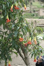 Red Tree Datura