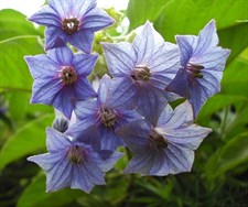 Blue Angel Datura Seeds