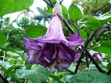 Black Currant Swirl Datura