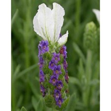 Ballerina English Lavender Seeds
