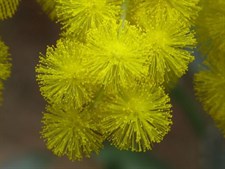 Yellow French Mimosa Pudica 