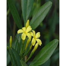 Wild Jasmine Seeds