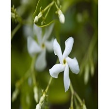 Stiff Jasmine Seeds