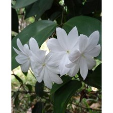 Sampaguita Jasmine Seeds