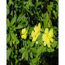 Primrose Jasmine Seeds