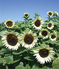 Sunflower Coconut Ice Hybrid Seeds