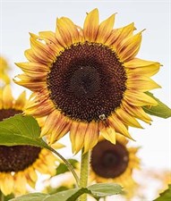 Sunflower Procut Plum Hybrid Seeds