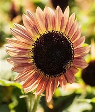 Sunflower Suntastic Pink Bicolor Hybrid Seeds