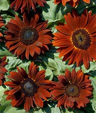 Sunflower Chianti Hybrid Seeds