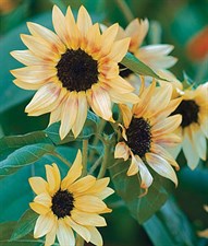Sunflower Bashful Seeds