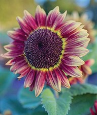 Sunflower Crimson Blaze Seeds