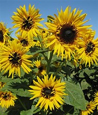Sunflower Frilly Hybrid Seeds