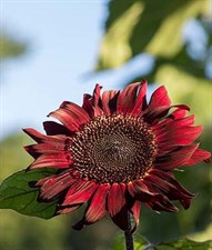 Sunflower Red Wave Hybrid Seeds