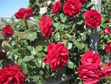 Dublin Bay Climbing Rose Seeds