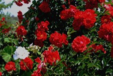 Dublin Bay Climbing Rose Seeds